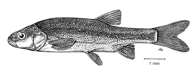 Telestes fontinalis