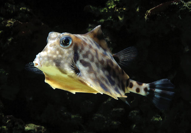 Tetrosomus gibbosus