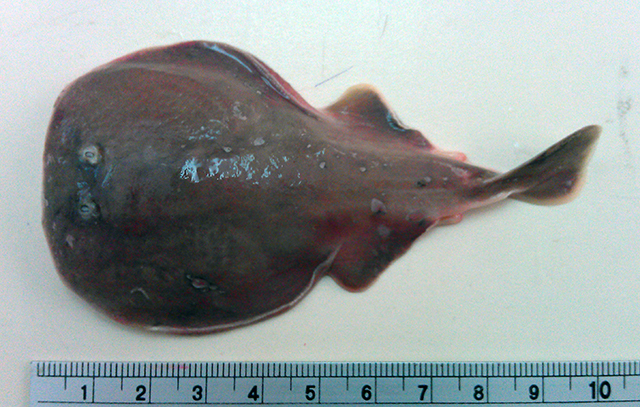 Temera hardwickii