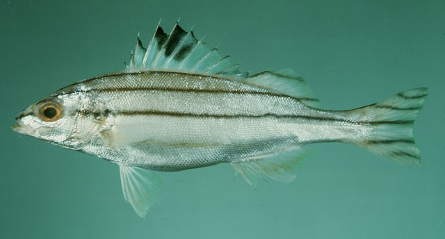 Terapon puta