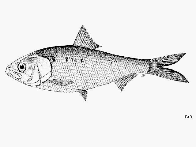 Tenualosa reevesii