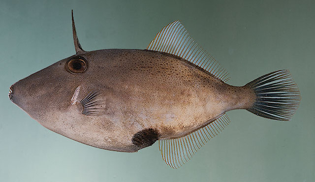 Thamnaconus analis