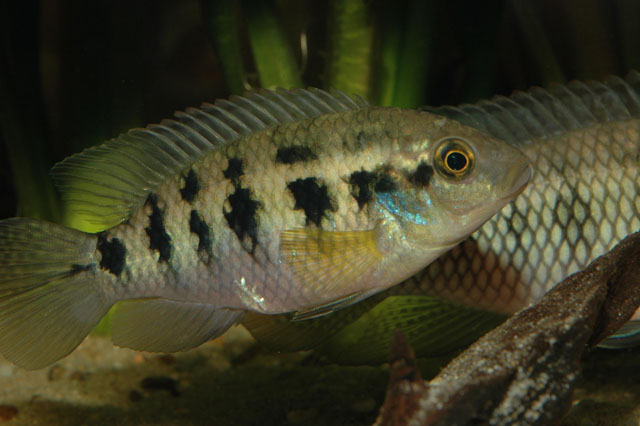 Thysochromis ansorgii