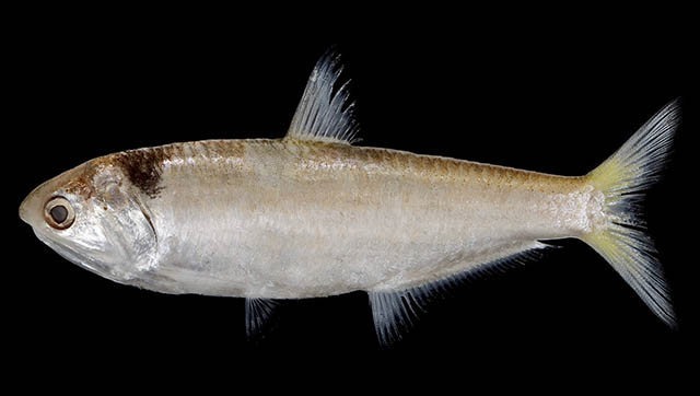 Thryssa dussumieri