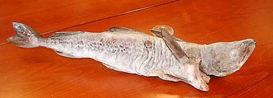 Gadus finnmarchicus