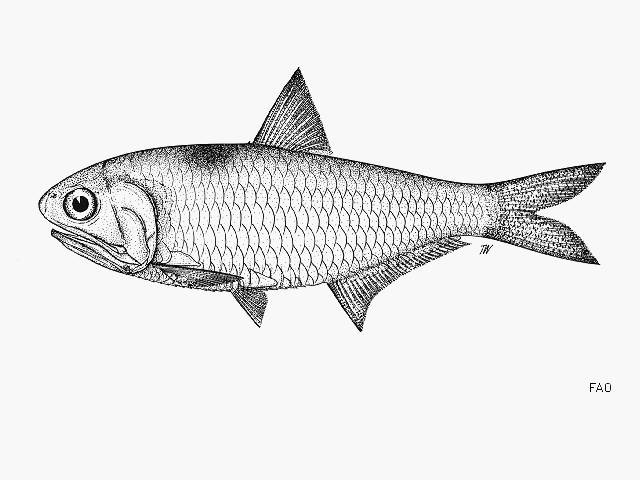 Thryssa marasriae