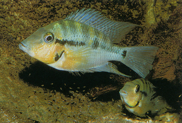 Thorichthys pasionis