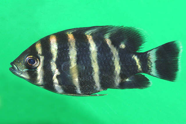 Heterotilapia buettikoferi