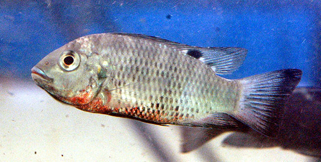 Coptodon discolor