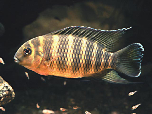 Coelotilapia joka