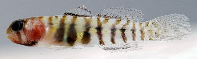 Tigrigobius pallens