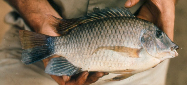 Coptodon walteri