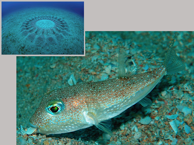 Torquigener albomaculosus