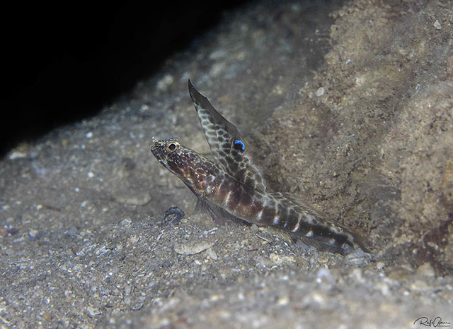 Tomiyamichthys dorsostigma