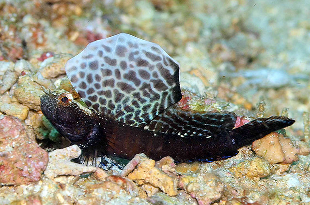 Tomiyamichthys emilyae