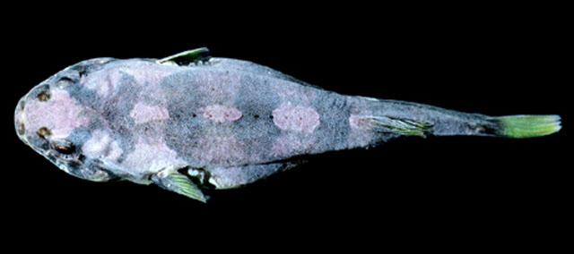 Tomicodon eos