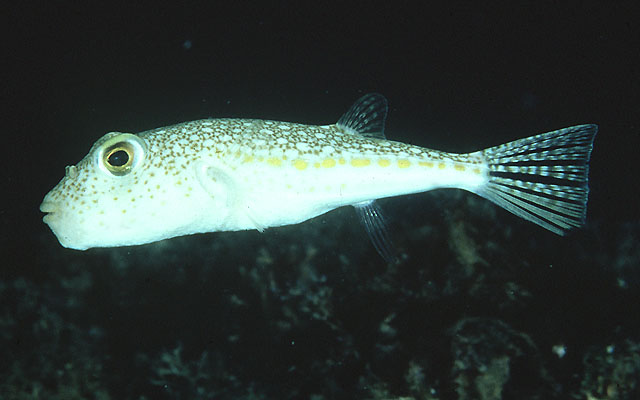 Toflo_u0.jpg