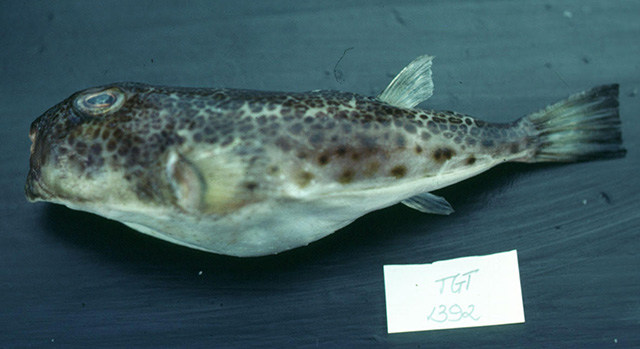 Toglo_u0.jpg