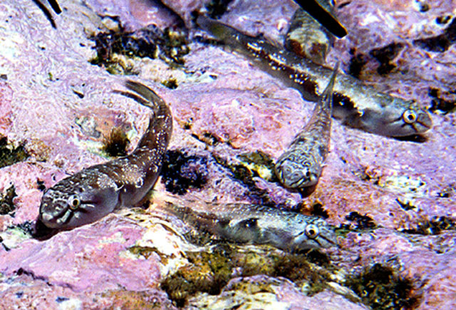 Tomicodon myersi