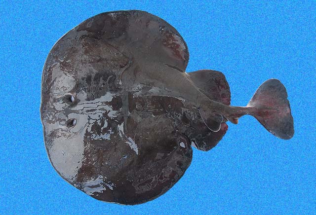 Tetronarce peruana