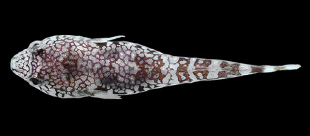 Tomicodon petersii