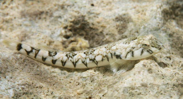 Tomicodon rupestris