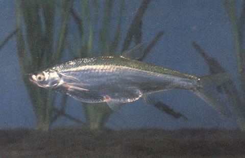 Toxabramis swinhonis