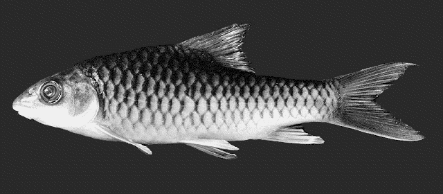 Tor tambroides
