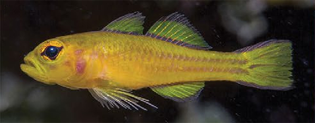 Trimma anthrenum