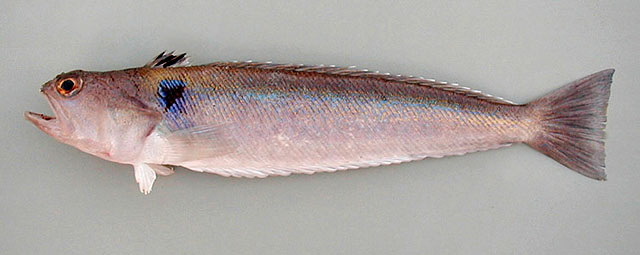 Trachinus armatus