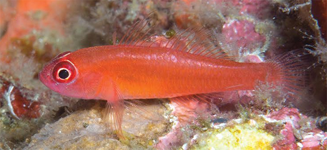 Trimma benjamini