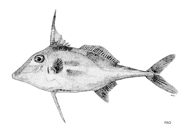 Tripodichthys blochii