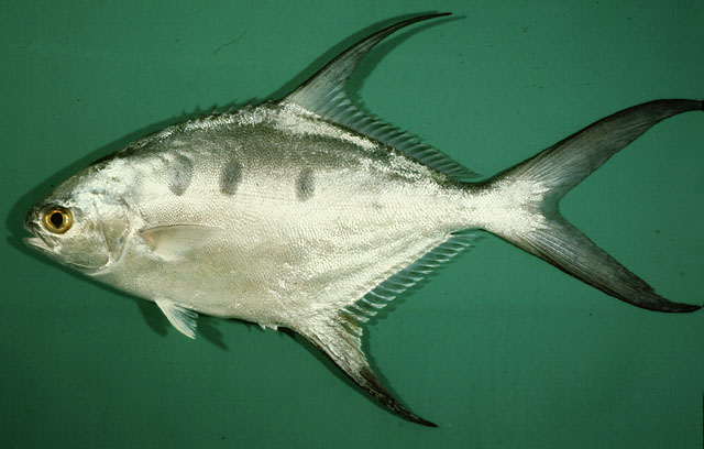 Trachinotus botla