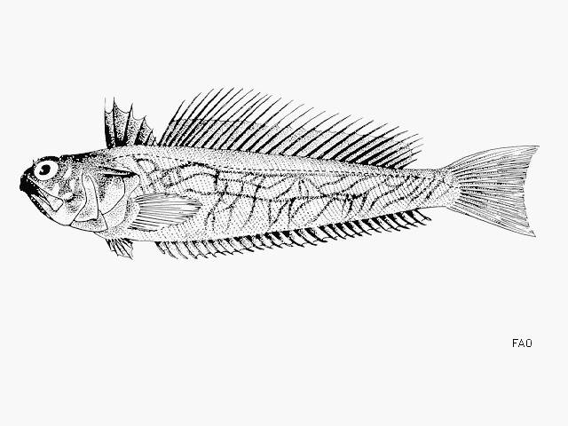 Trachinus collignoni