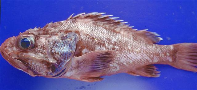 Trachyscorpia cristulata