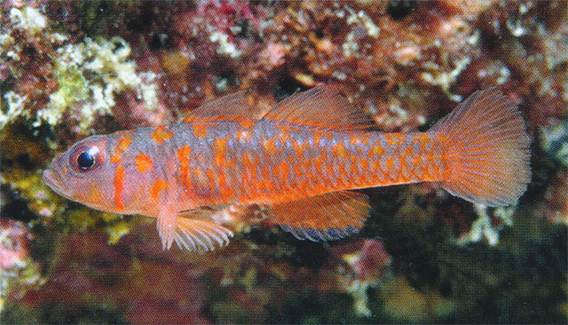 Trimma fucatum