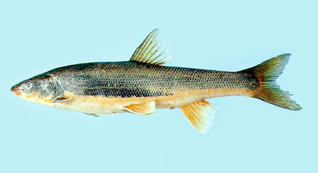 Trhak_u0.jpg