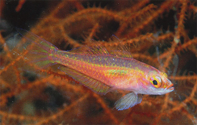 Trimma hoesei