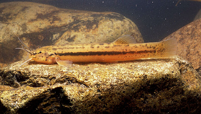 Trichomycterus itatiayae