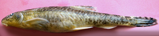 Triplophysa kashmirensis