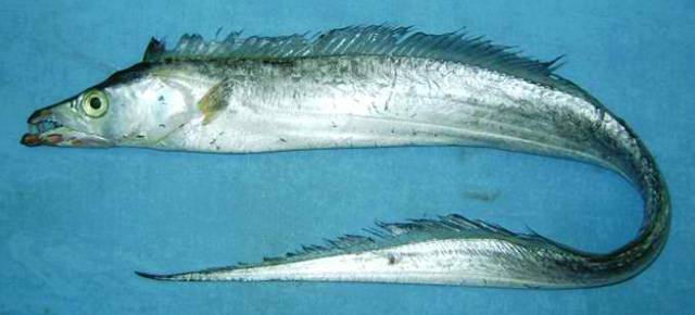 Trichiurus lepturus