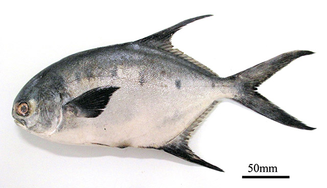 Trachinotus marginatus
