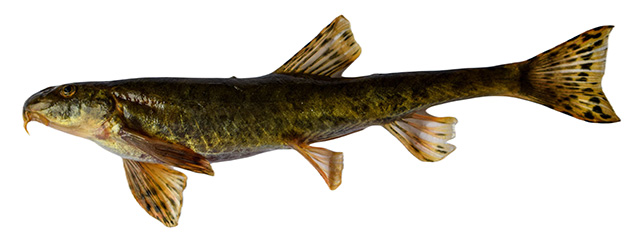 Triplophysa marmorata