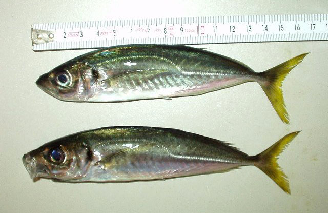 Trachurus mediterraneus