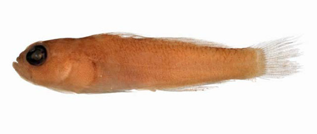 Trimma omanense