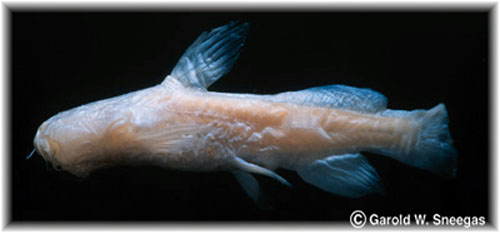 Trogloglanis pattersoni