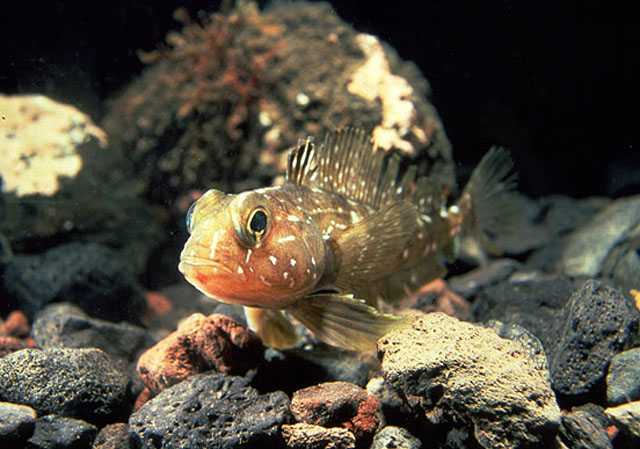 Trematomus pennellii