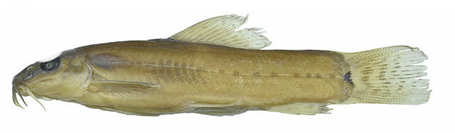 Trpun_m0.jpg