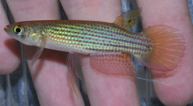 Trigonectes rogoaguae