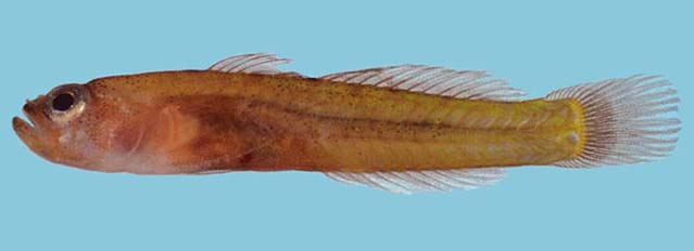 Trsag_m1.jpg